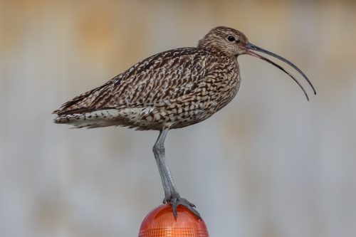 STORSPOVE - EURASIAN CURLEW